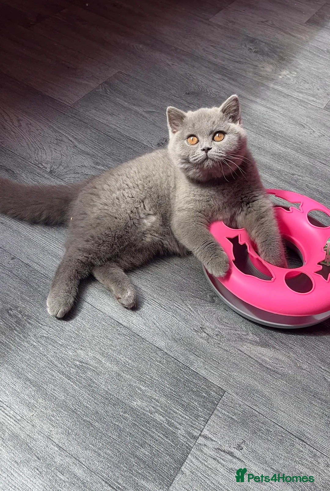 British Shorthair cats for sale: ✨Gorgeous British shorthair blue girl✨ - Advert 1