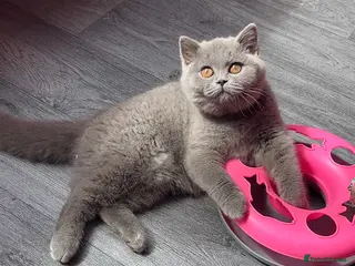 British Shorthair cats ✨Gorgeous British shorthair blue girl✨ - Advert 2