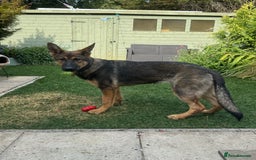 German Shepherd dogs for sale: 6 month old DDR German Shepherd female - Image 1
