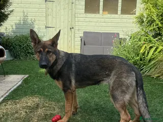 German Shepherd dogs DDR female German shepherd for sale - Advert 15