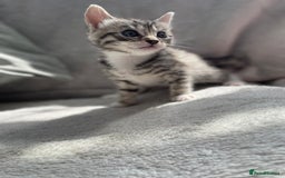 Bengal cats for sale: Kittens  - Image 4