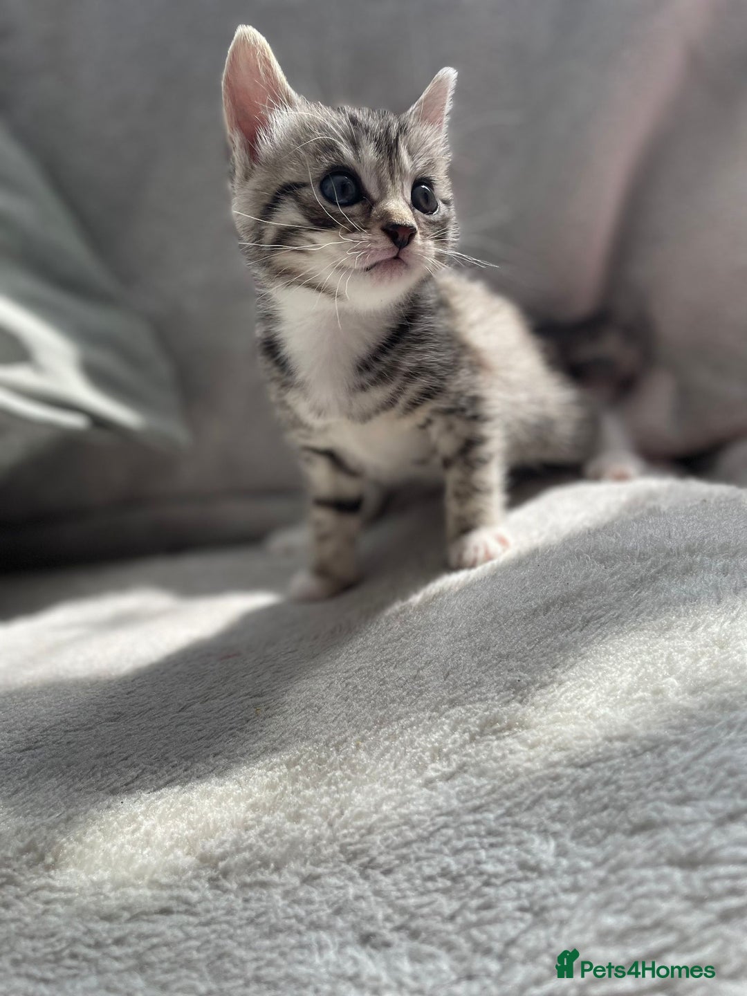 Bengal cats for sale: Kittens  - Image 4