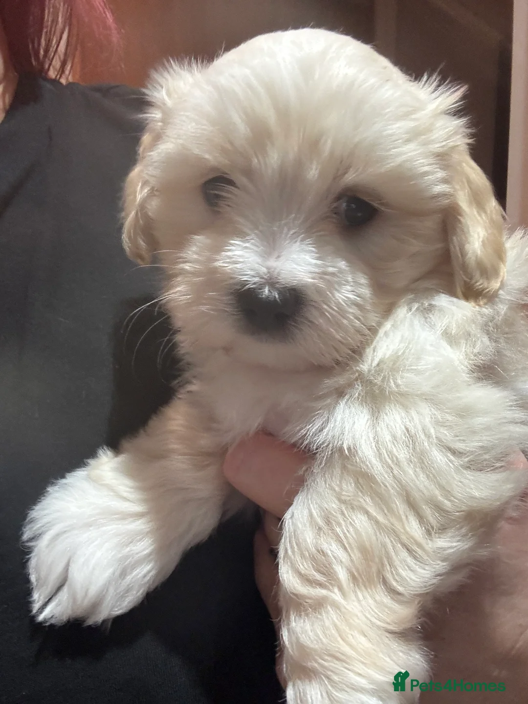 Maltipoo dogs for sale: Maltipoo - Advert 30