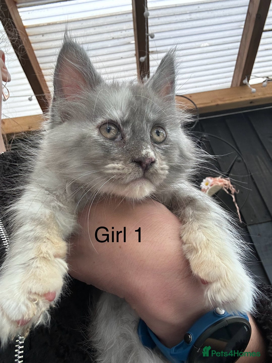 Maine Coon cats for sale: Maine coon girls - Image 5