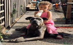 Cane Corso dogs for sale: Superb Cane Corso Puppies Available  - Image 7