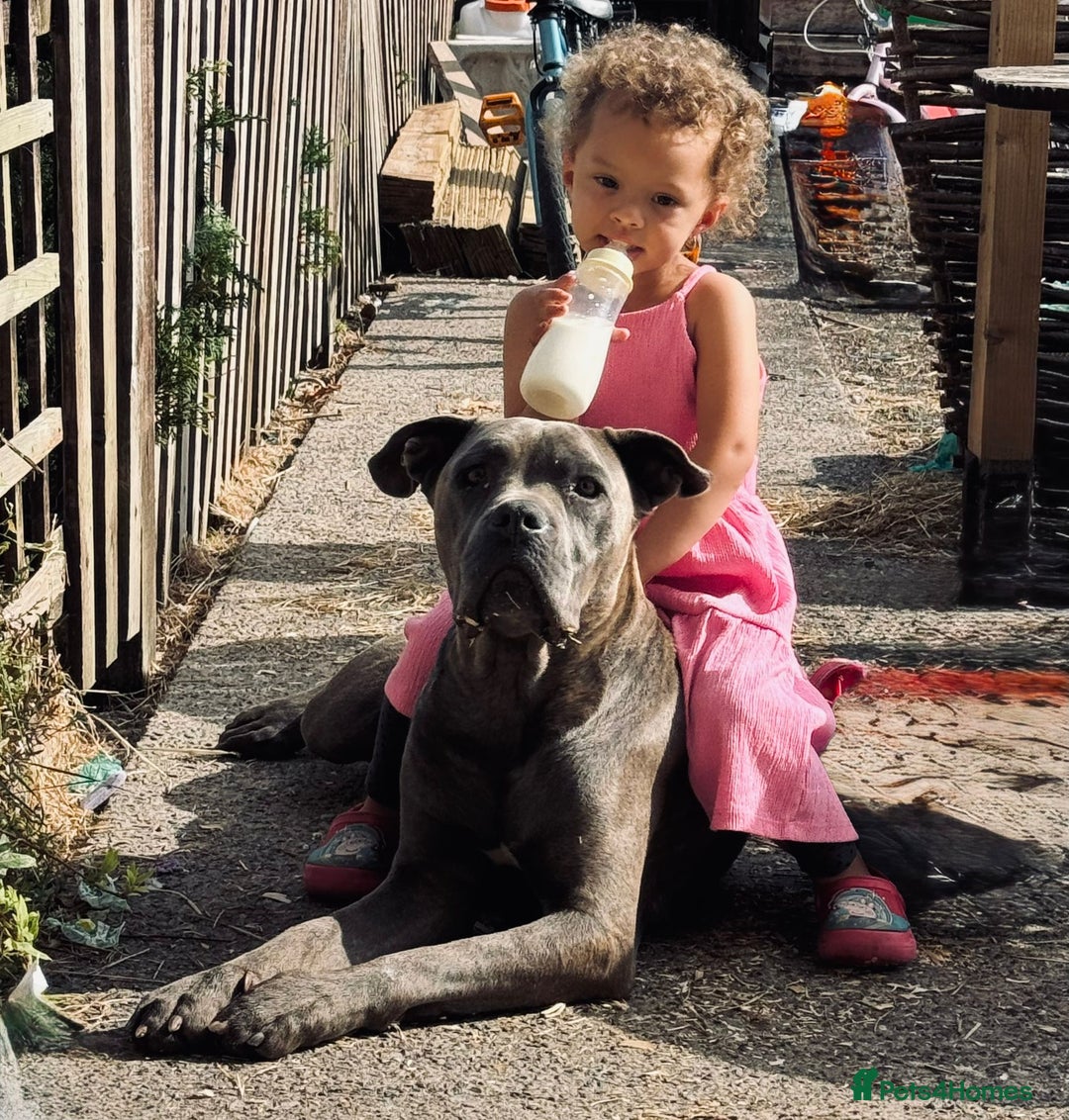 Cane Corso dogs for sale: Superb Cane Corso Puppies Available  - Image 7