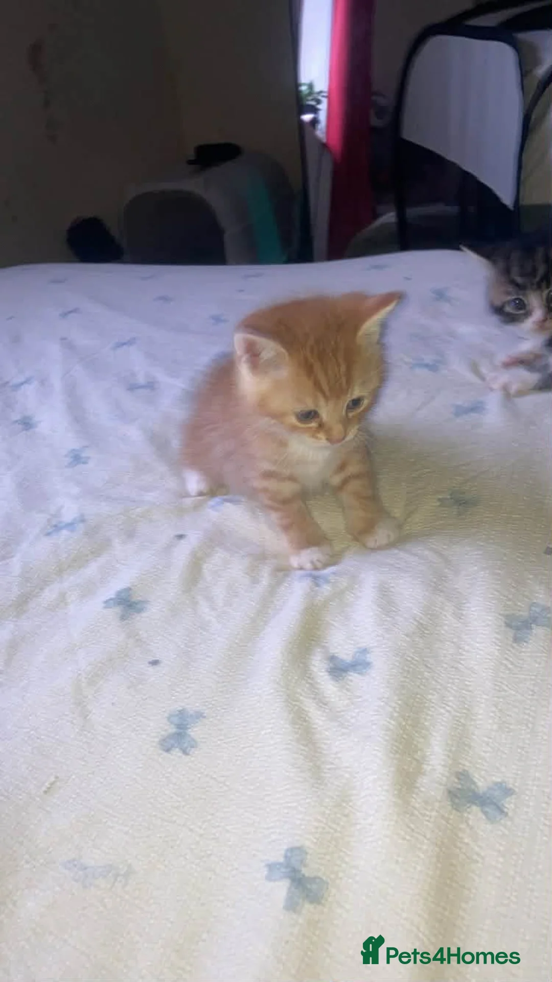 Mixed Breed cats for sale: Boy kitten  - Advert 5