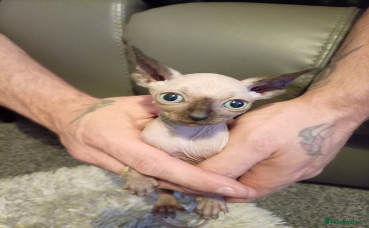 Sphynx cats - Advert 14