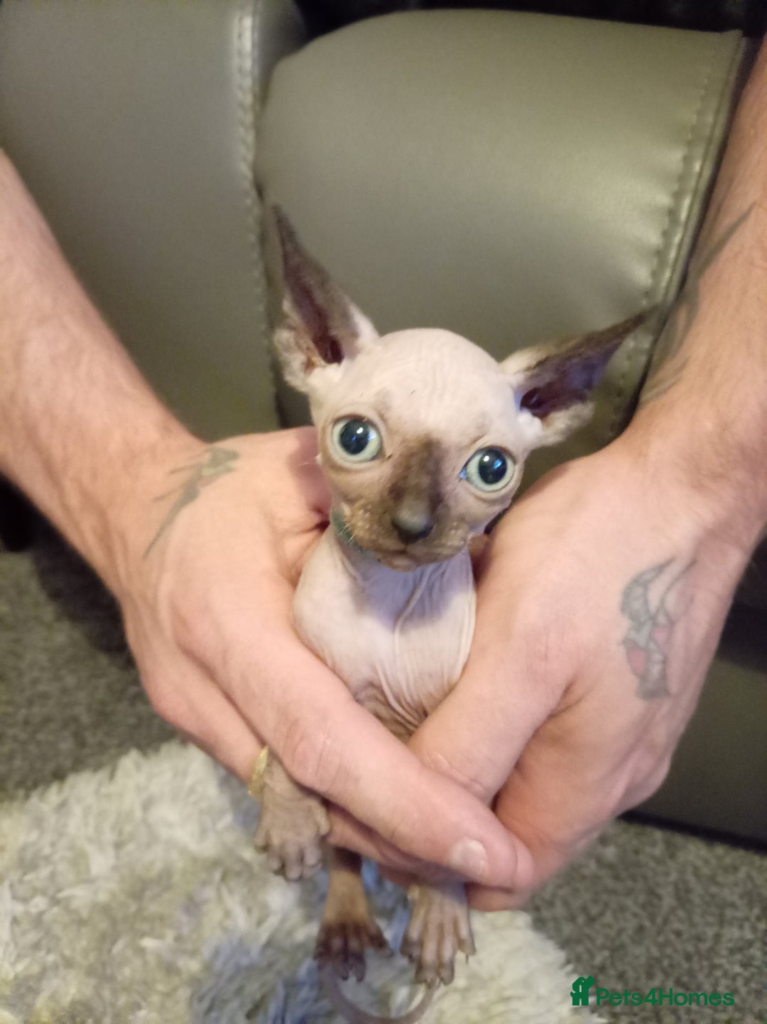 Sphynx cats for sale: Elf ear baby sphnx  - Image 1