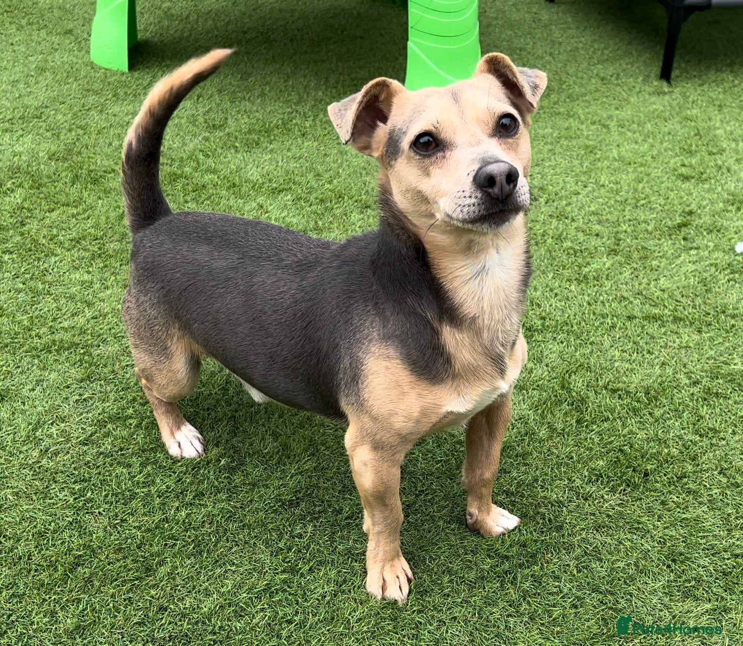 Jack Russell dogs DONJACKS RALPH - no wenlock - blue and tan STUD  in Doncaster - Advert 12