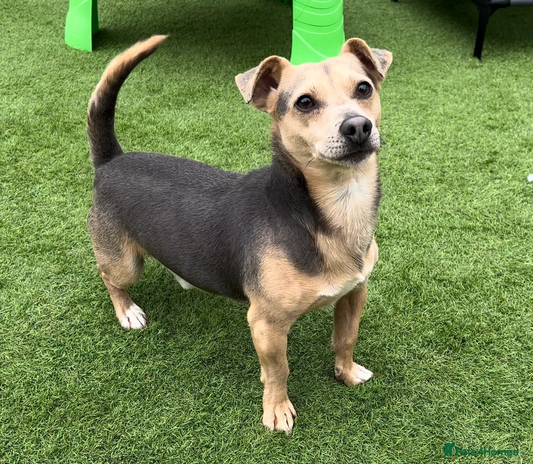 Jack Russell dogs for stud: DONJACKS RALPH - no wenlock - blue and tan STUD  in Doncaster - Advert 1