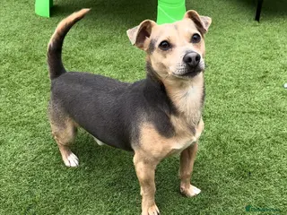 Jack Russell dogs DONJACKS RALPH - no wenlock - blue and tan STUD in Doncaster - Advert 7