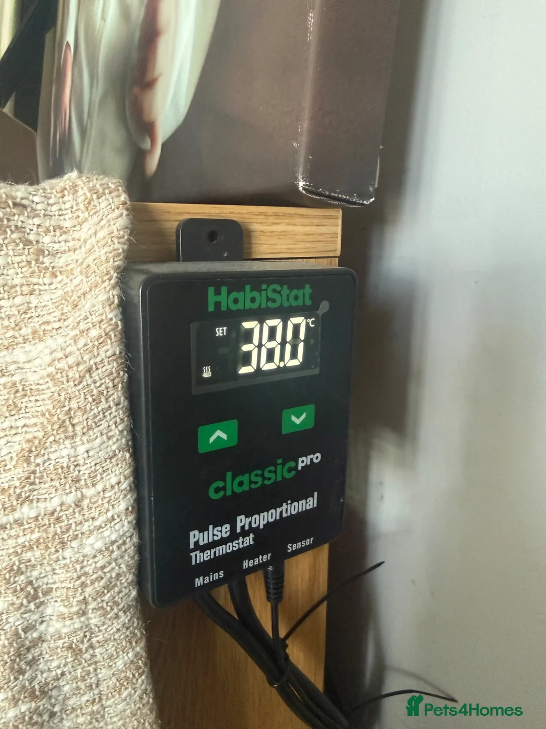 Tortoise reptiles for sale: Horsefield Tortoise - Advert 4