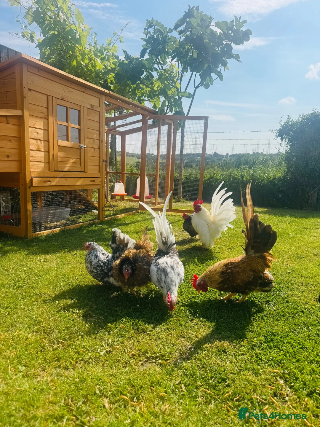 Chickens poultry for sale: ***The Worlds smallest—Serama Bantams*** - Advert 1