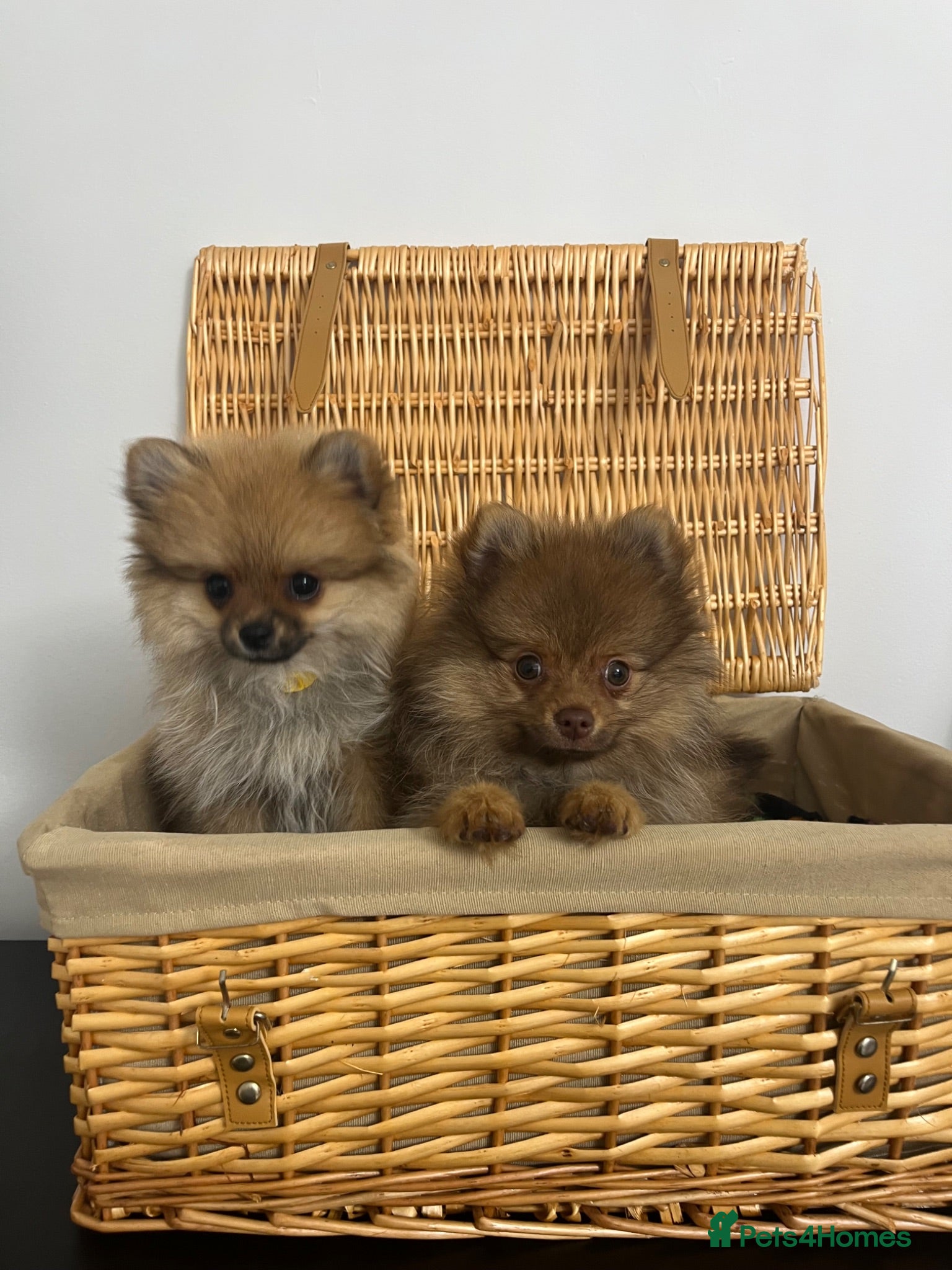 Pomeranian dogs Tiny girl Pomeranian Puppie left🏡👀  - Advert 8