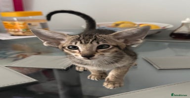 Oriental cats - Advert 9