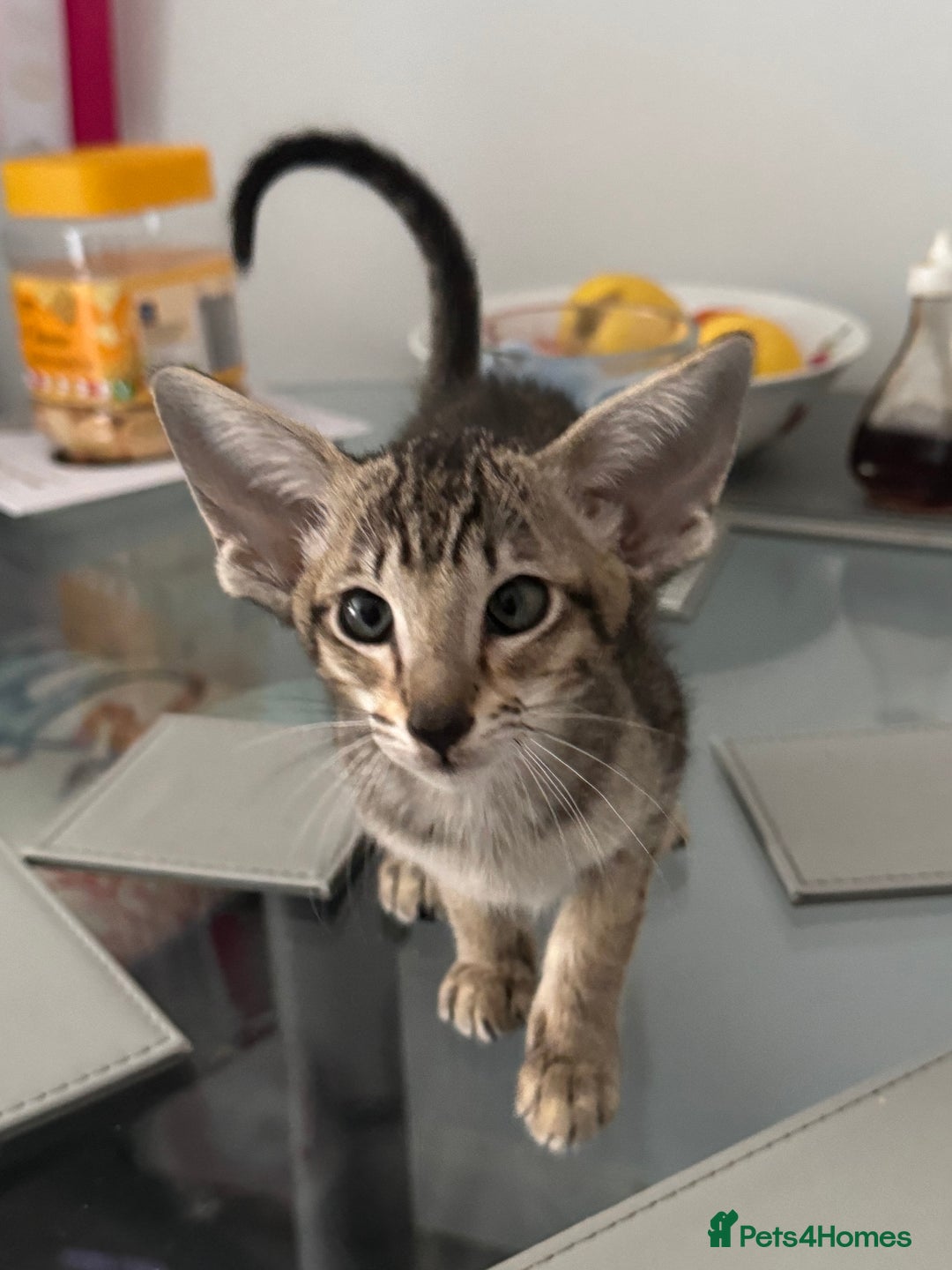Oriental cats for sale: Pedigree Oriental Kittens  - Image 3