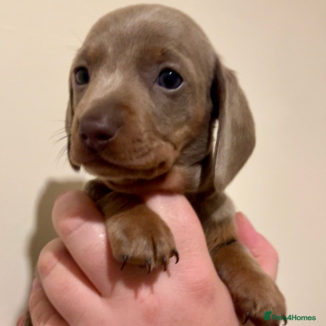 Miniature Dachshund dogs for sale: 🐾Beautiful kc mini dachshund pups ready 20 Dec🐾 - Advert 23