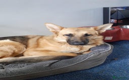 German Shepherd dogs for sale: german shepherd  - Image 2