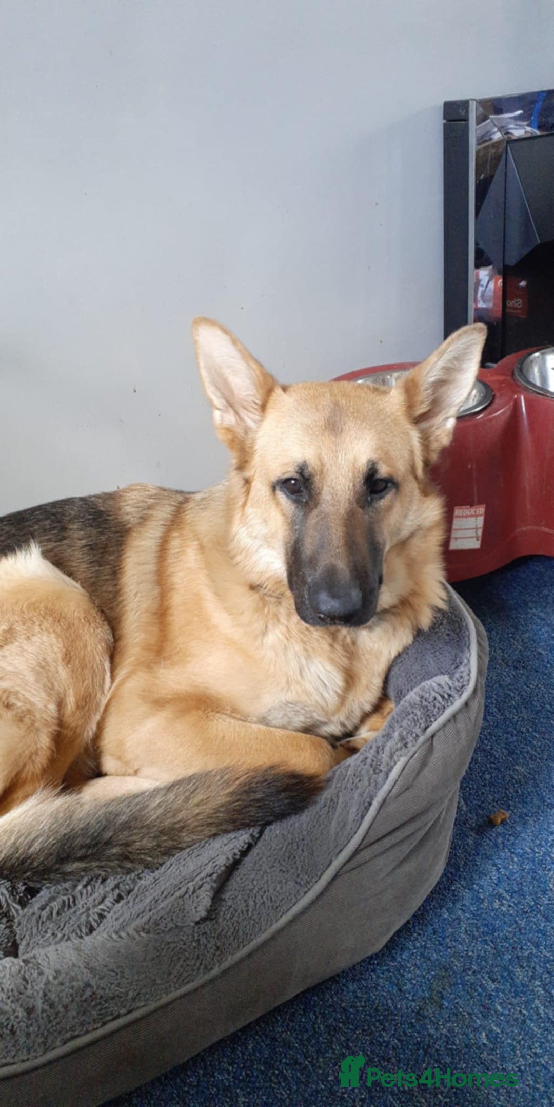 German Shepherd dogs for sale: german shepherd  - Image 2
