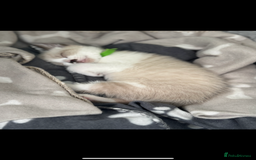Mixed Breed cats for sale: Mixed breed rag doll - Image 5