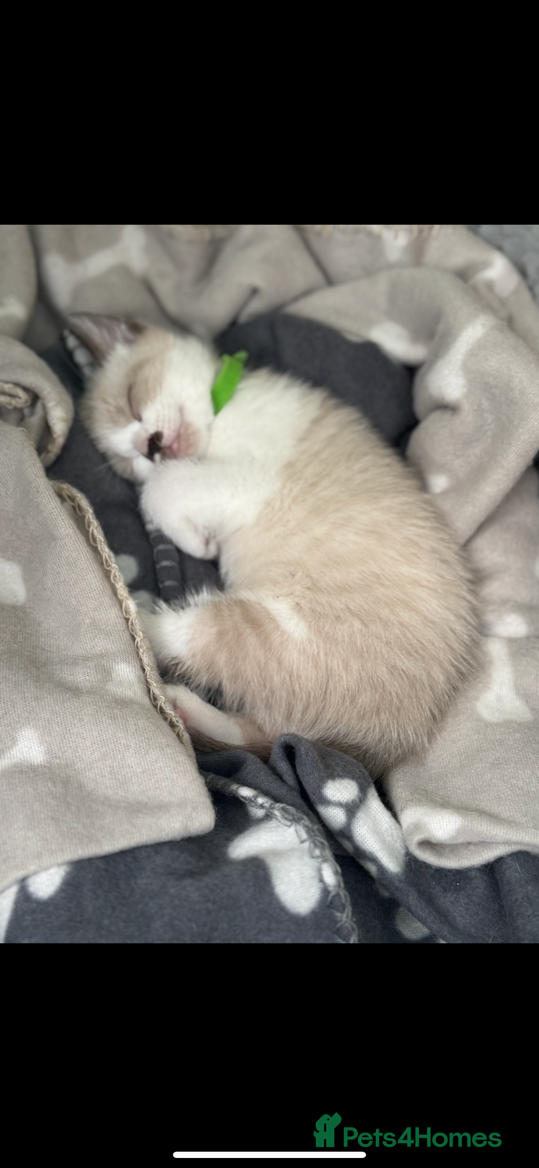 Mixed Breed cats for sale: Mixed breed rag doll - Image 5