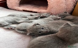 Russian Blue cats for sale: Russian blue kittens GCCF registered  - Image 4