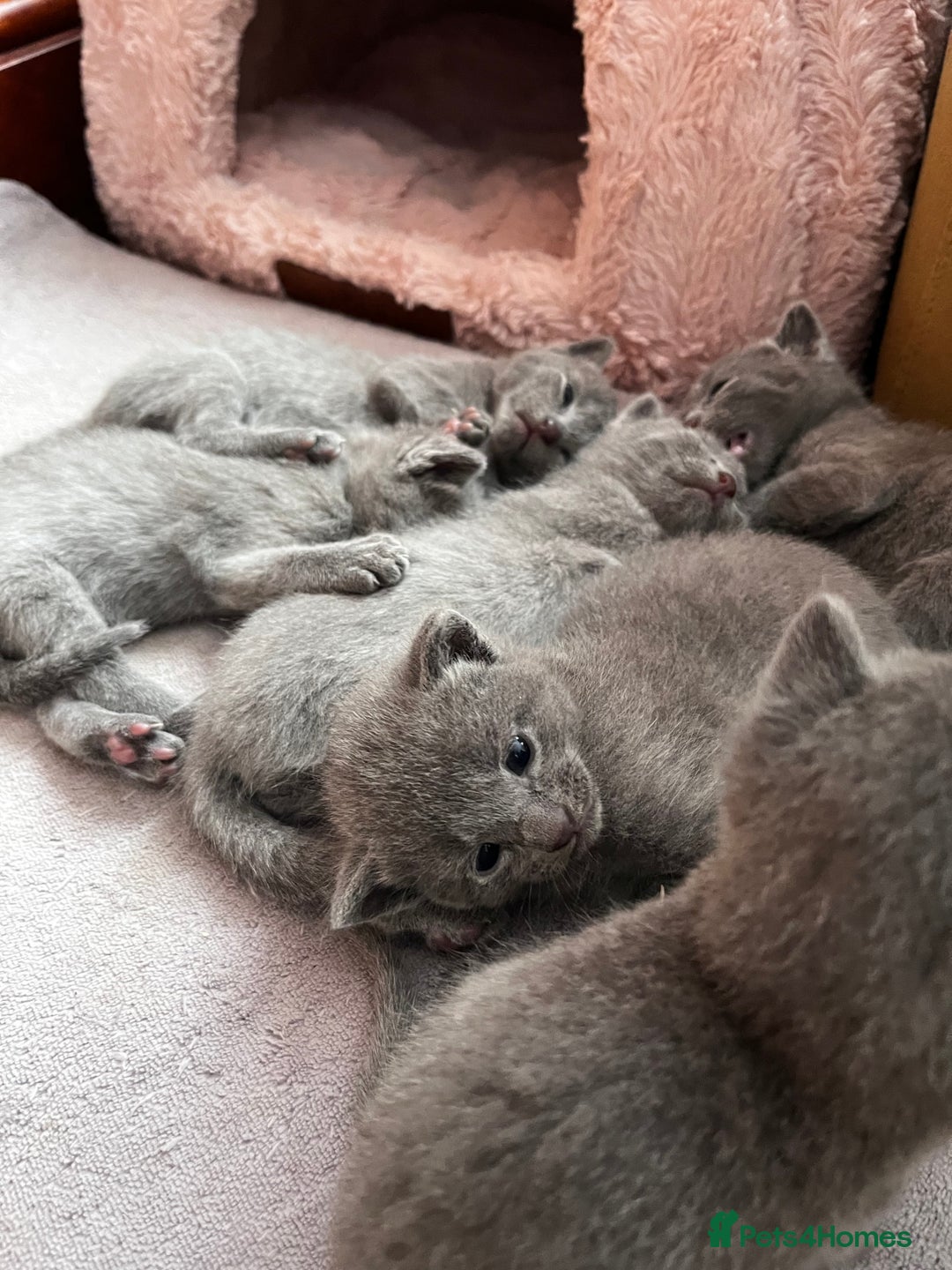 Russian Blue cats for sale: Russian blue kittens GCCF registered  - Image 4