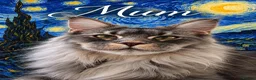 Maine Coon cats for sale: STUNNING SILVER MAINE COON KITTEN FOR SALE 🐾 - Advert 3