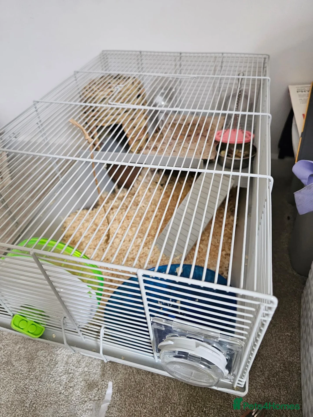 Hamster rodents for sale: Hamster and kit for sale 🐹  in Maldon - Advert 9