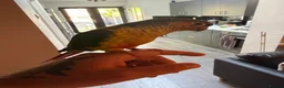 Conures birds for sale: Hand-reared Yellow sided Conure  - Advert 4