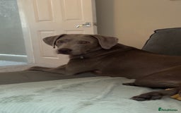 Labrador Retriever dogs for sale: Silver/Grey Labrador - Image 2