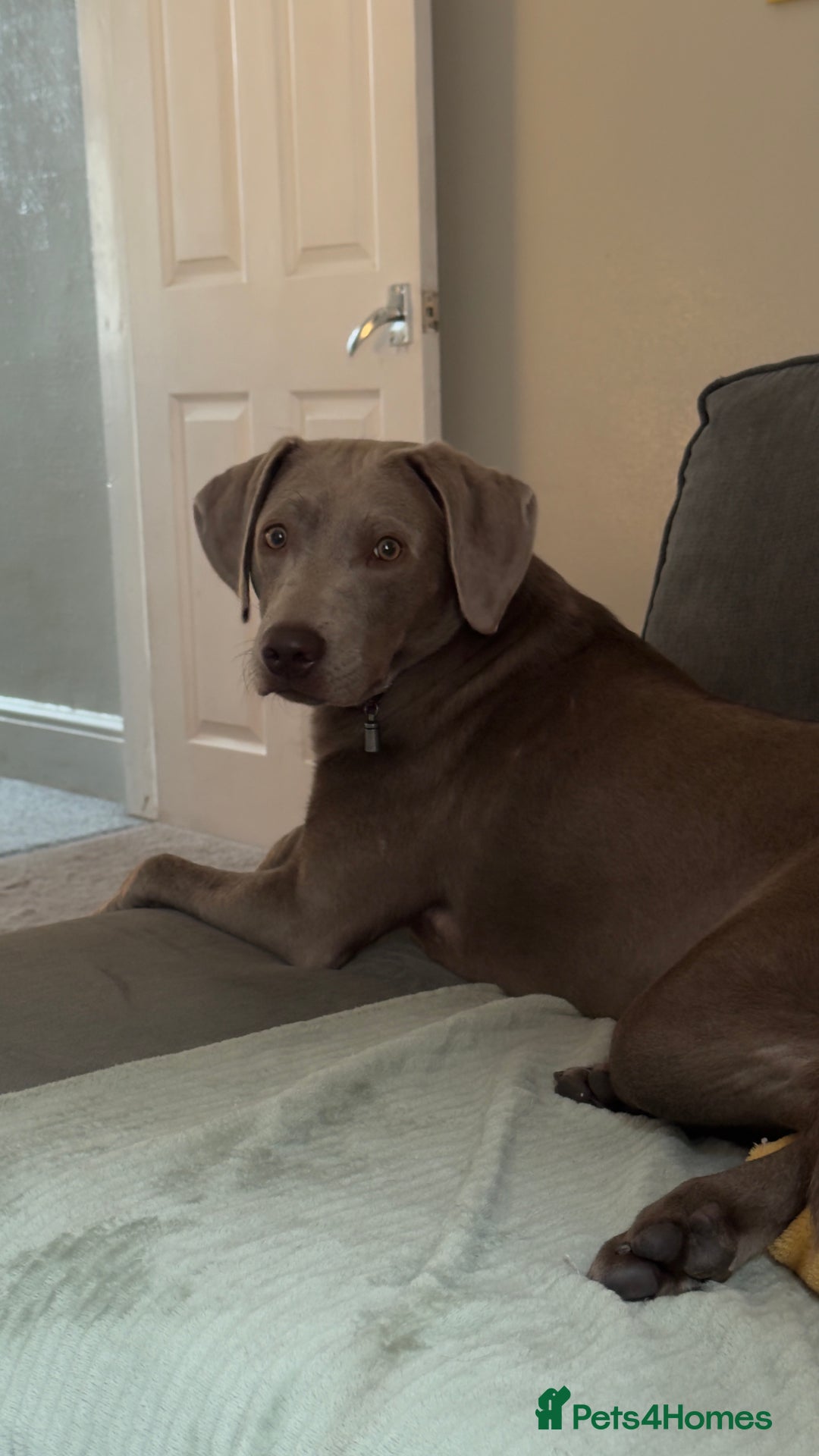 Labrador Retriever dogs for sale: Silver/Grey Labrador - Image 2