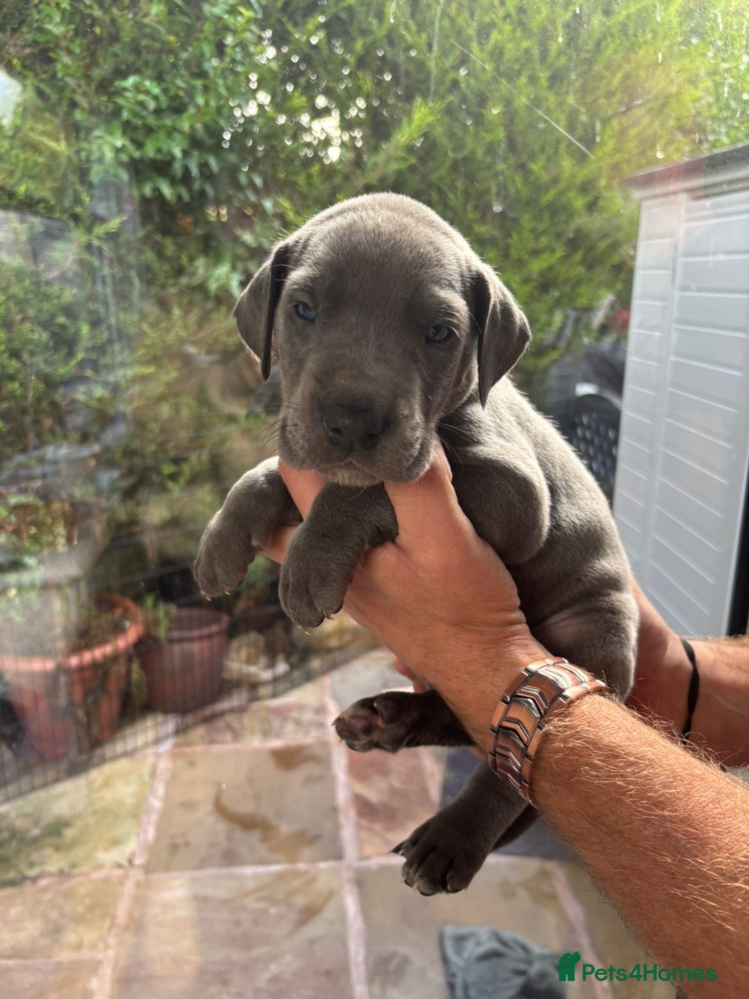 Great Dane dogs for sale: Champion Great Dane puppies for sale - Image 29