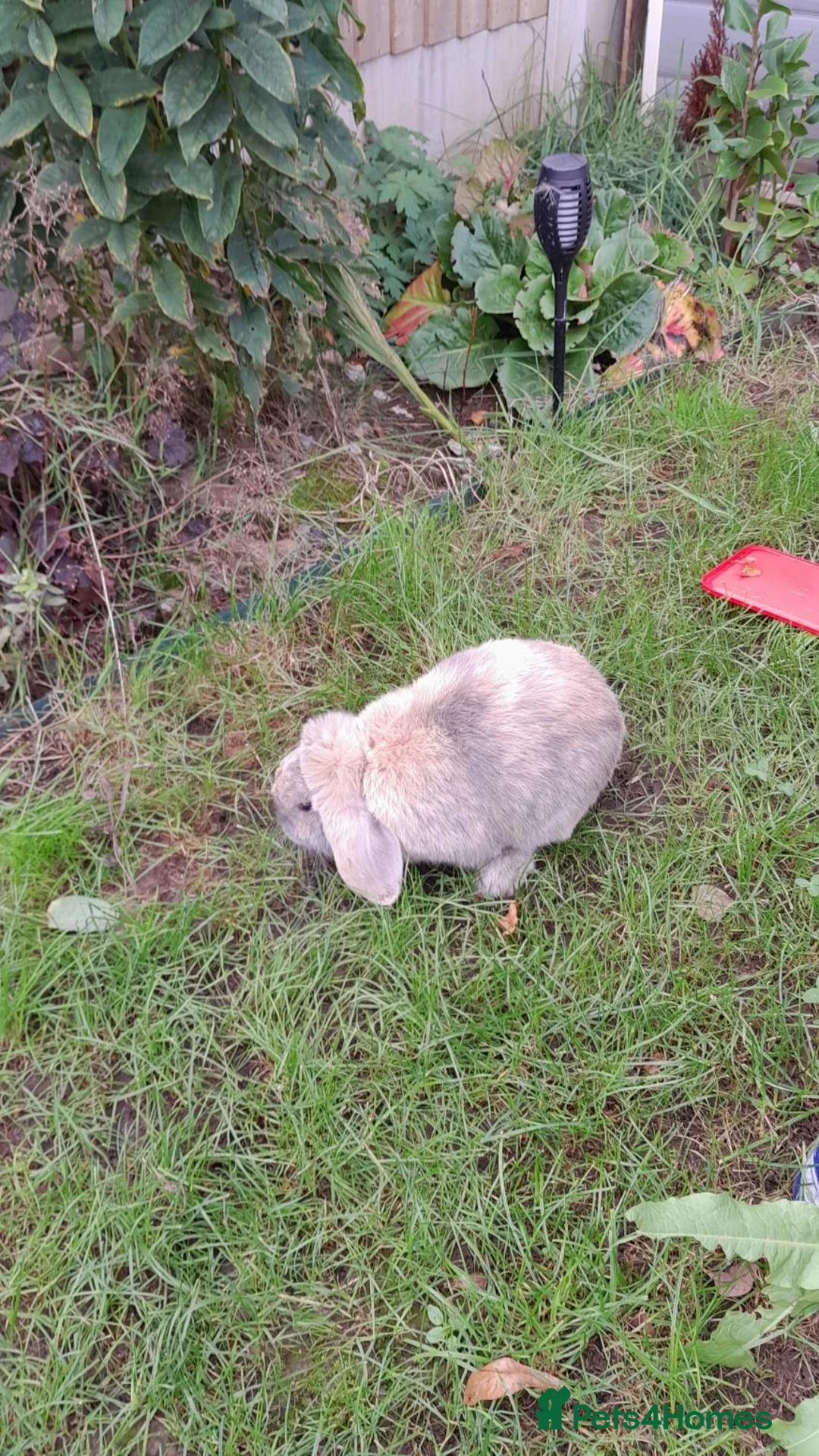 Mini Lop rabbits for sale: Mini Lop in Bristol - Advert 3