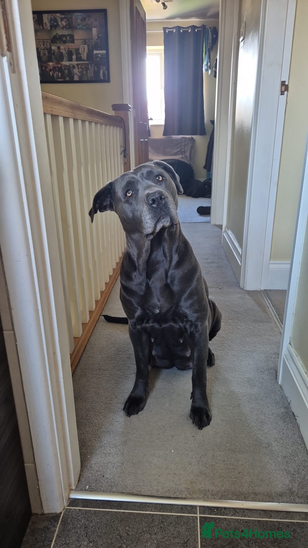 Cane Corso dogs Cane Corso  7 Merle & 4 Blue  - Advert 4