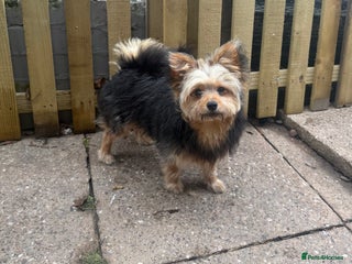 Pomeranian dogs for sale: 10 month old Pomeranian male boy - Advert 1