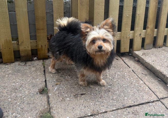 Pomeranian dogs 10 month old Pomeranian male boy - Advert 1