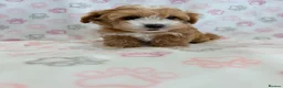 Maltipoo dogs for sale: Beautiful F1 Health Tested Maltipoo babies 💙🐾💖 - Advert 4