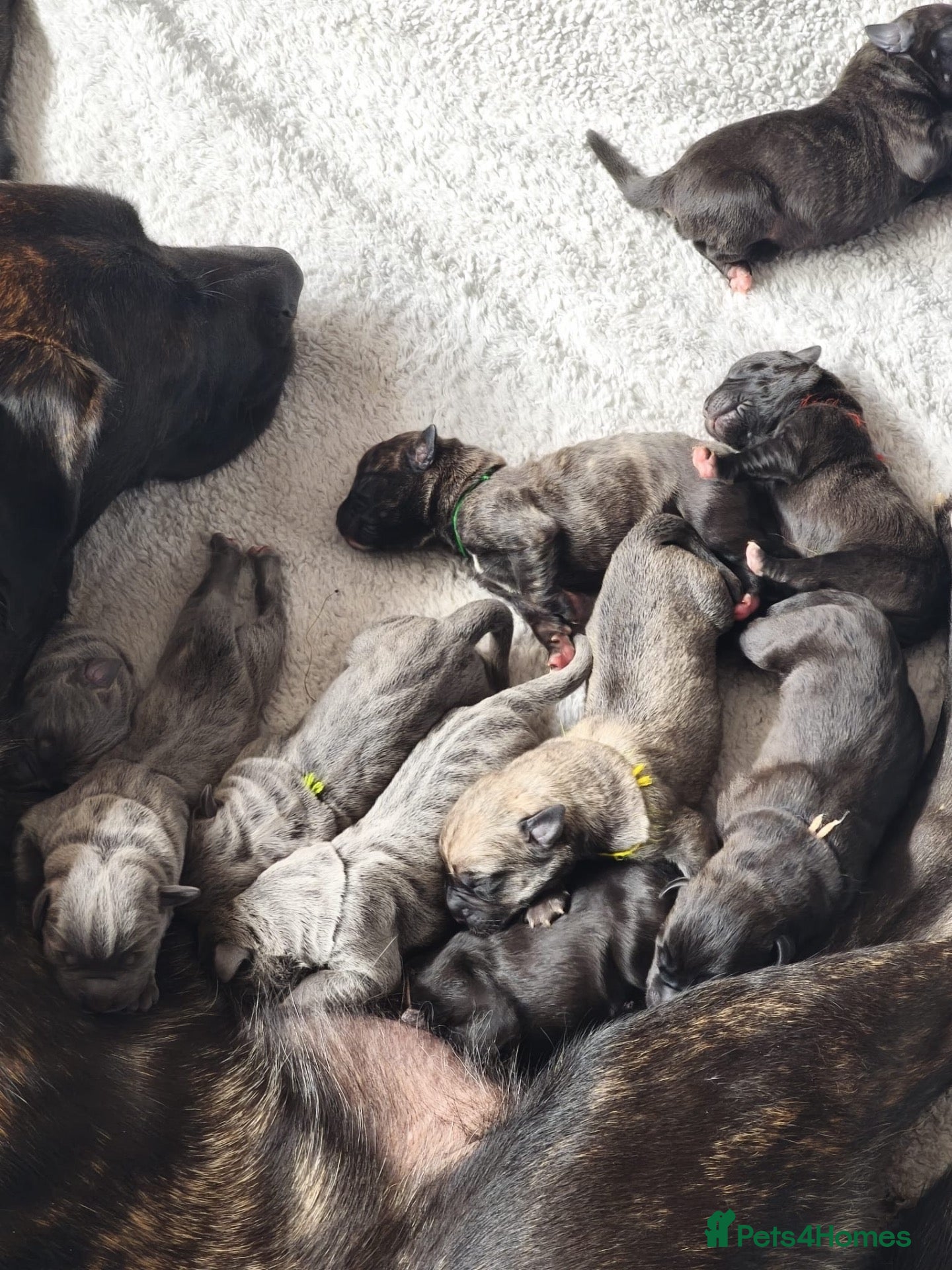 Mixed Breed dogs Cane Corso x Mixed Mastiff Puppies - Advert 3