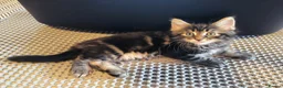 Maine Coon cats for sale: Maine coon MIX kittens  - Advert 10