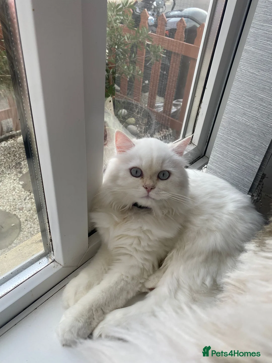 British Longhair cats for stud: Stunning male with blue eyes  - Advert 5