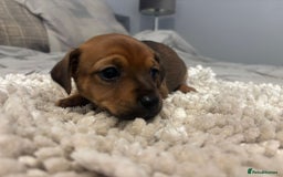 Jack Russell dogs for sale: 5 Beautiful miniature Short legged Jack Russell’s  - Image 10