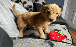 Goldendoodle dogs for sale: F1B Goldendoodle Puppies from a Therapy Dog - Image 25