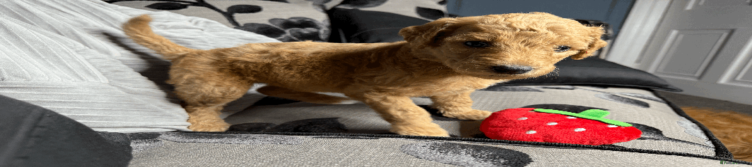 Goldendoodle Puppy Fushcia