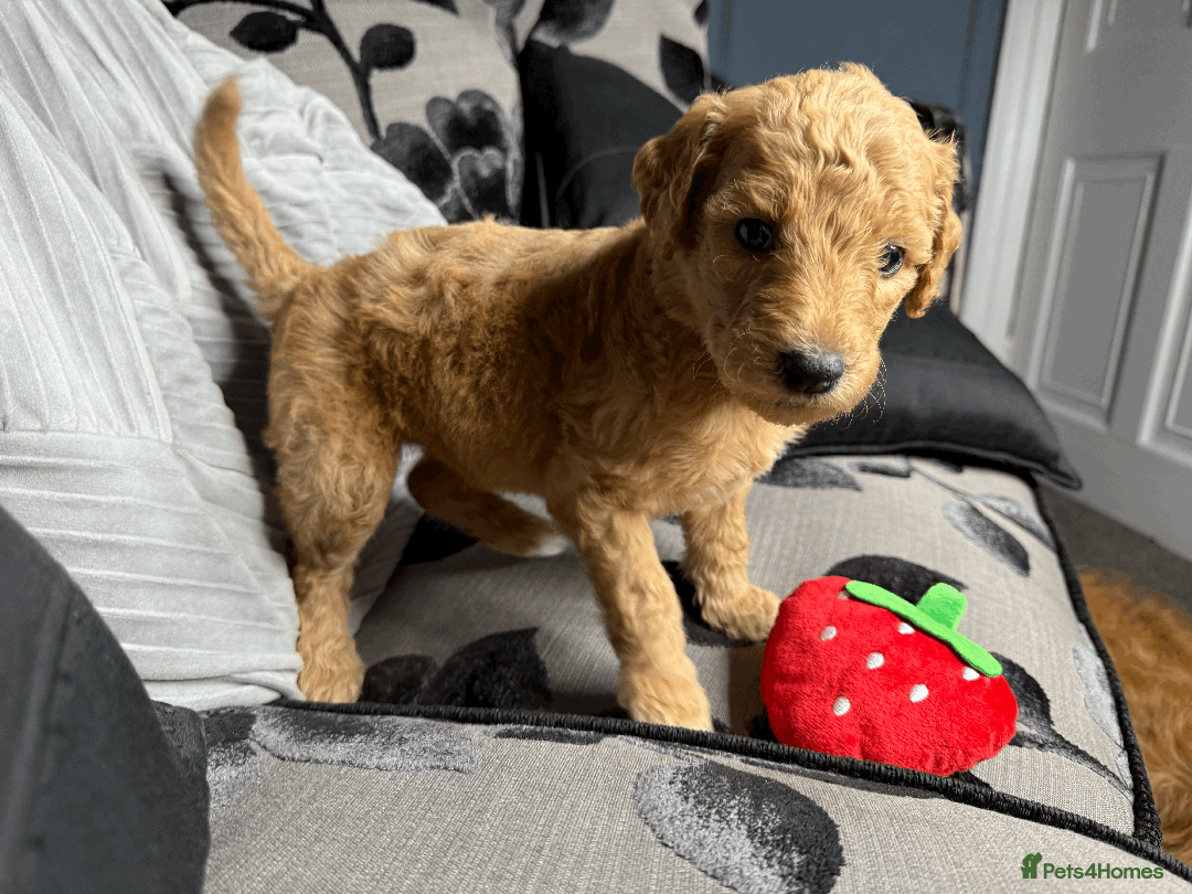 Goldendoodle dogs for sale: F1B Goldendoodle Puppies from a Therapy Dog - Image 25