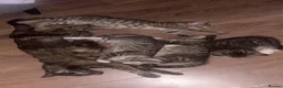 Mixed Breed cats for sale: Tabby torty cross in Derby - Advert 12