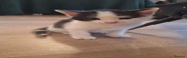 Mixed breed kittens