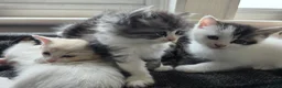 Persian cats for sale: Snuggly babies, chinchilla persian x  in Plymouth - Advert 18