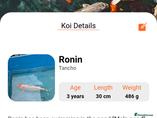 Koi Carp fish Tancho koi carp - Advert 1